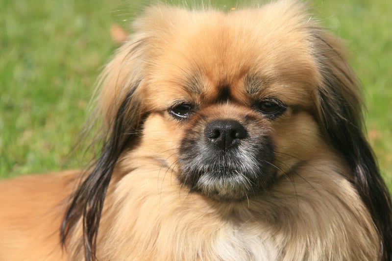 The Tibetan Spaniel has a calming and gentle - yet playful - temperament. Don't let their relaxed demeanor fool you though - they also make for tough competitors in dog sports like agility, rally and obedience.