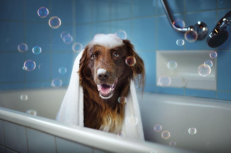 It is imperative that the water pressure is low, as using a harsh water pressure can be quite a traumatic experience, especially for younger dogs. In using a lower water pressure, you are also saving yourself from splattering dirty water all over your bathroom.