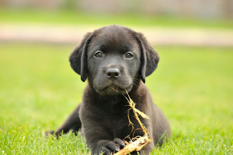 Stanley Coren, a professor of canine psychology, is the world expert on how clever different breeds are. His landmark book 'The Intelligence of Dogs' ranks the Lab as being the seventh most intelligent of all the breeds.