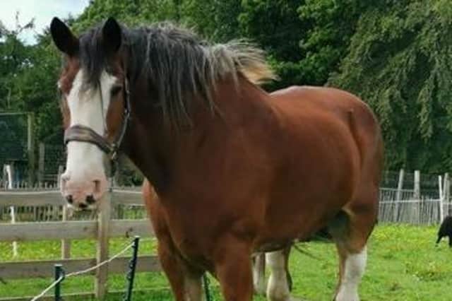 Hamish, who was a much loved face at Newparks Farm, sadly passed away last year.