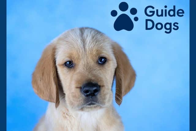 The Linlithgowshire Lodges sponsored two Guide Dog puppies.  (Pic: Guide Dogs Scotland)