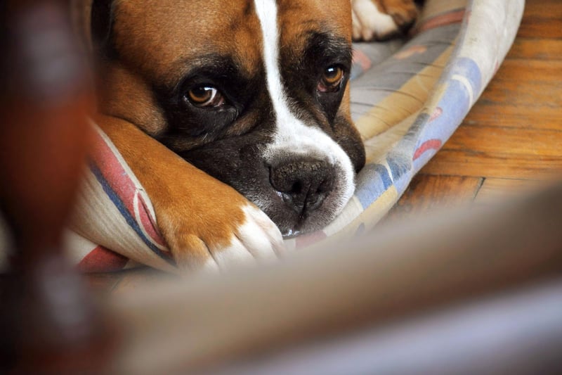 Known to be particularly good and safe around children, the Boxer is one of the most patient of all dog breeds - meaning they are unlikely to lash out from frustration.