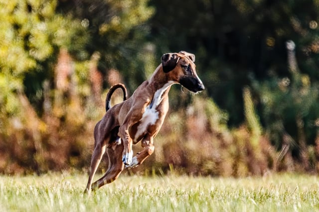 Only a single Azawakh was registered with the Kennel Club last year. The breed comes from West Africa and have been used to hunt game or as a guard dog. There's some good news for the breed though - another has been registered in the first quarter of 2021.