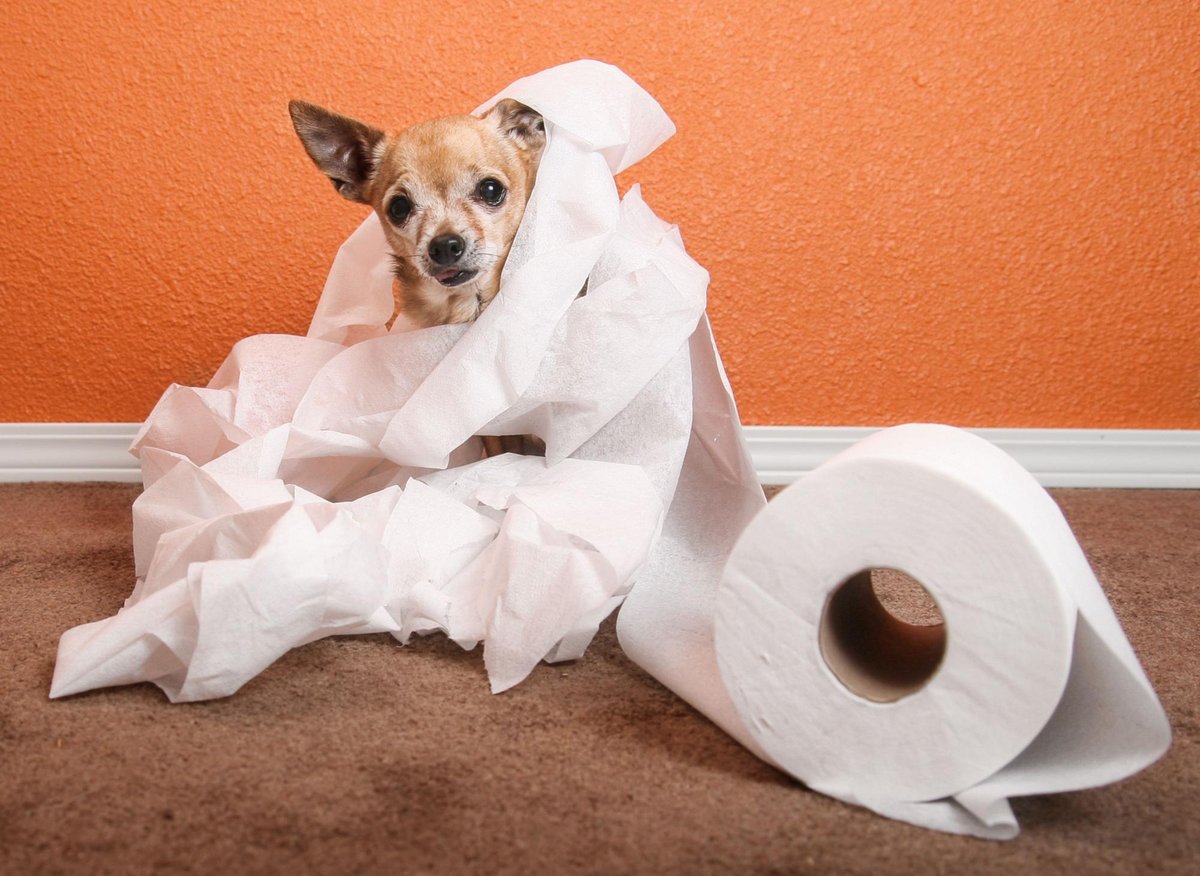 10 hardest and easiest breeds of puppy to housebreak - from Dachshund to simple to train Border Collie