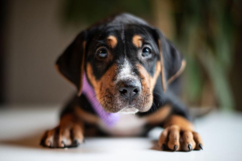 Only officially recognised as a distinct breed by the UK Kennel Club in 2018, the Black and Tan Coonhound was bred in the United States to track raccoons over long distances with their amazing sense of smell. Their bark becomes more regular as they get closer to their prey.