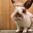 The Scottish SPCA is growing concerned about the number of abandoned rabbits it has ended up caring for in recent years
(Picture: Contributed)
