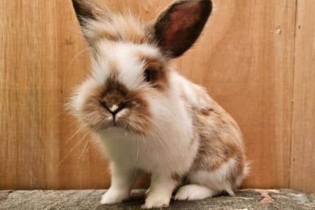 The Scottish SPCA is growing concerned about the number of abandoned rabbits it has ended up caring for in recent years
(Picture: Contributed)