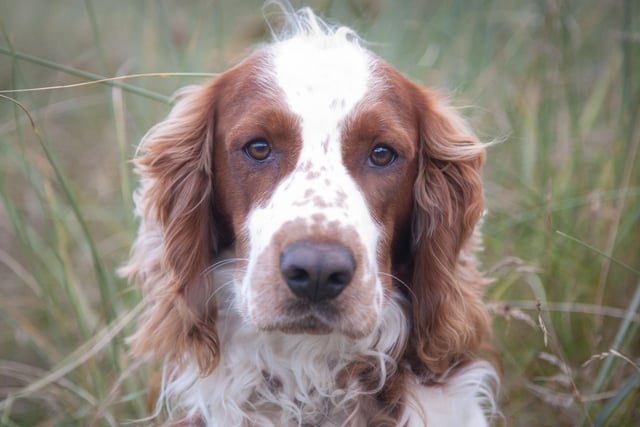 The Springer Spaniel will never worry about being alone if it has some loud guitars to keep it company. These are dogs that just want to rock out.