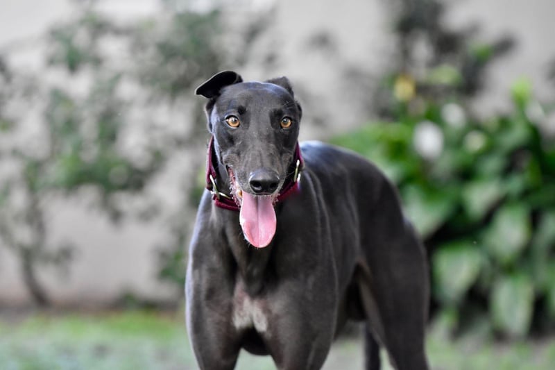 Greyhounds are lazier than they look and love nothing more than curling up with their owner on the couch after accompanying them on a jog. They can be left alone for a few hours and if you take in one of the many retired greyhounds looking for a home you will have a loyal friend for life.