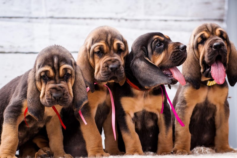With a record-breaking 300 million scent receptors, the Bloodhound is the gold medal-winner for sniffing out anything you may want to find. They've been used to find many things over the years - not least fleeing criminals - and can follow a scent trail on the ground or in the air.