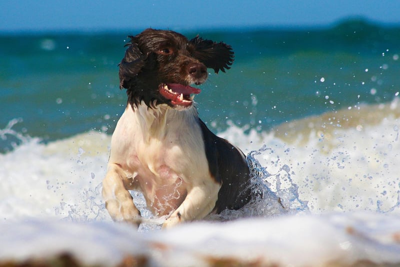 The Springer Spaniel was bred as a hunting dog, but hasn't anything like as much energy as others used for the same purpose. While they need regular physical activity, it's really games that they love - keeping their active brains busy.