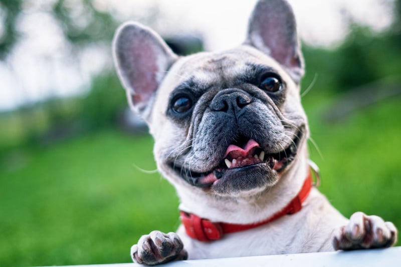 Completing our top 10 Frenchie names is Winston. This is the most popular name for the English Bulldog - inspired byt the World War Two Prime Minister Winston Churchill - but is also popular with owners of their French cousins.