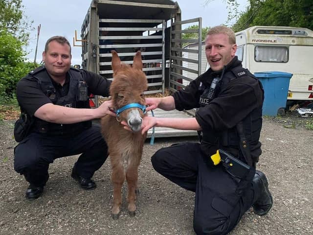 Moon the baby donkey with police officers from Hampshire and Isle of Wight Constabulary