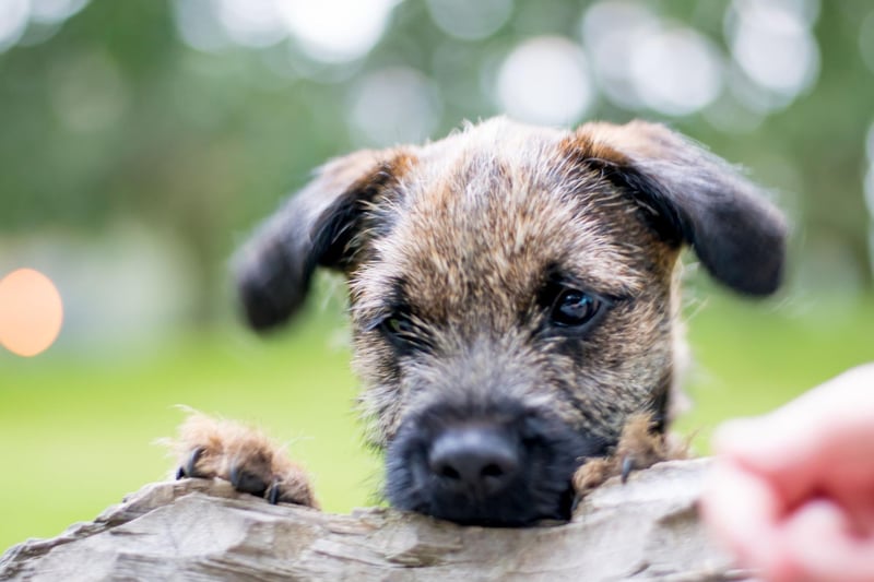 Named after the border between Scotland and England where it was first bred, the Border Terrier had 5,950 registrations last year.