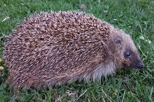 A wildlife group expressed concerns the housing development could impact on the hedgehog community. File pic