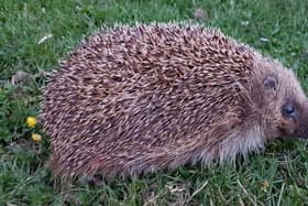 A wildlife group expressed concerns the housing development could impact on the hedgehog community. File pic
