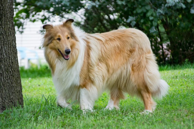 Another dog breed that needs regular brushing on account of its fluffiness, the rought-coated Collie actually has two layers of hair - and the soft undercoat is so thick it's difficult to even see this pup's skin through it.