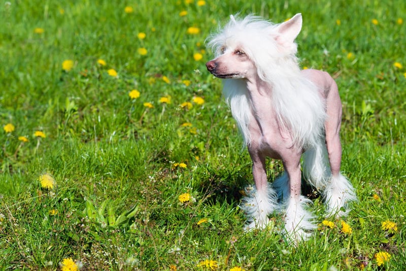 One of the most regular winners at the World's Ugliest Dog competition held every year in California, the Chinese Crested looks completely unlikely any other breed. Despite their challenging looks, these dogs can melt the hardest heart.