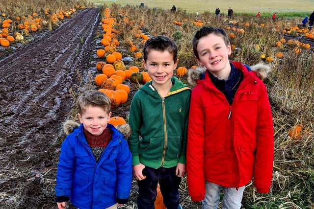 Ezra, Griffin and Jasper Smart made the most of a chance to go pumpkin picking during Forth Valley Food Festival. Contributed.