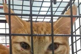 Many of us would not know what to do if our feline friend took a turn for the worst