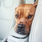 Following a few simple tips can keep your dog dafe and cool on car journeys.