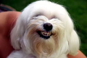 Some dogs are simply naturally more affectionate than others.