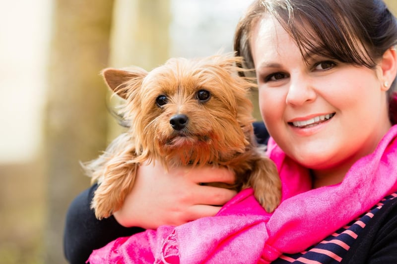Yorkies are scrappy and active pups but after a good bout of exercise they become classic lap dogs - happy to curl up on your lap for pats and scratches.