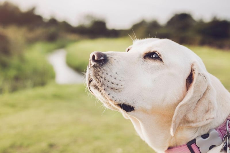 As well as using their impressive olfactory abilities to find bombs and drugs, the Labrador Retriever is also used by medics to sniff out patients suffering from cancer and low blood sugar levels.