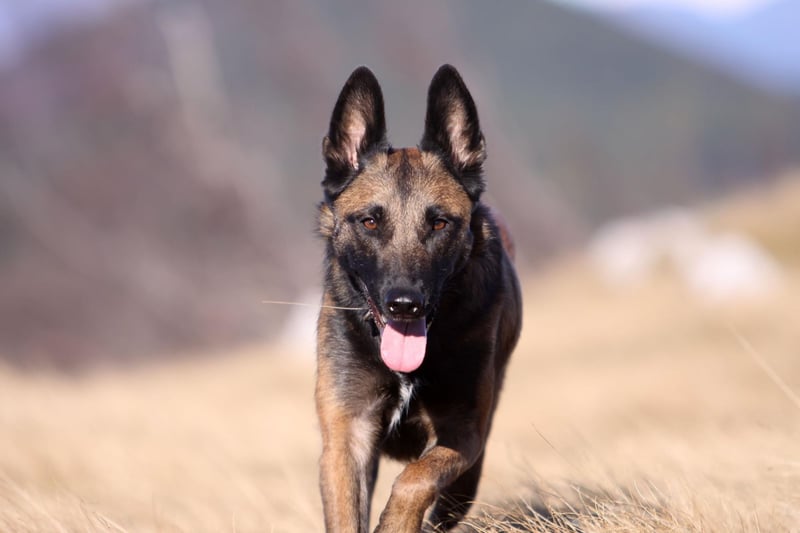 Smart and driven, the Belgian Malinois doesn't need much grooming, but that doesn't mean they don't need plenty of attention. They are so task-focused that if their owner doesn't constantly challenge them, they can become bored and stressed.