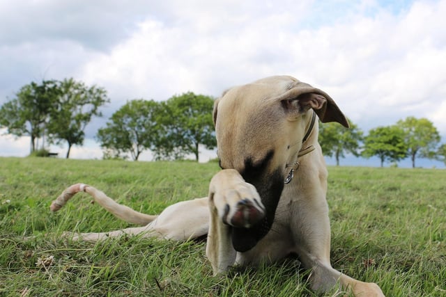 Mainly found in North Africa and a member of the sighthound family, two Sloughis were registered by the Kennel Club last year, with a total of just four in the last five years.