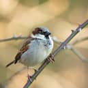 House sparrow.