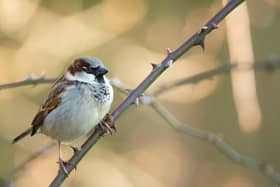 House sparrow.