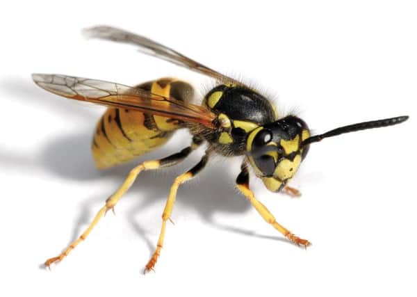Experts are predicting a rise in the number of wasps this year