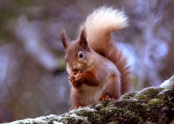 A red squirrel