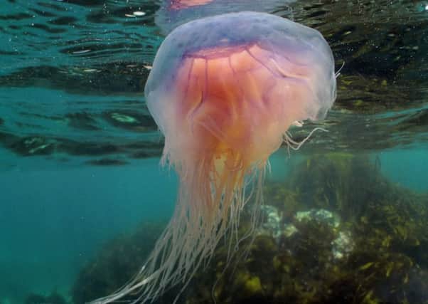 A blue jellyfish. Photo: Marine Conservation Society.