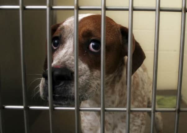 Thousands of dogs sit on death row in  Scottish local authority pounds each year