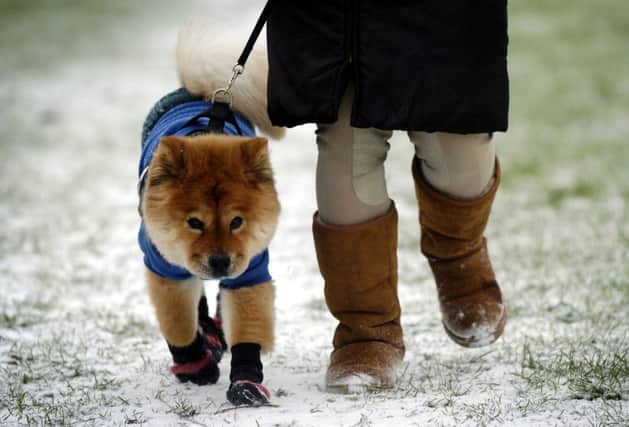 THE SNOW FINALLY HIT EDINBURGH THIS MORNING AS A SUDDEN DOWNFALL OF 2 INCHES OF SNOW MADE CONDITIONS HAZZARDOUS IN THE CITY CENTRE.
CRYSTAL POE TAKES HER CHOW CHOW DOG CALLED ' CHOW ' FOR A WALK IN THE SNOW IN HOLYROOD PARK THIS MORNING , SHE HAD DRESSED THE DOG UP IN A JACKET AND SHOES TO KEEP IT WARM.
PIC PHIL WILKINSON / 
TSPL STAFF.