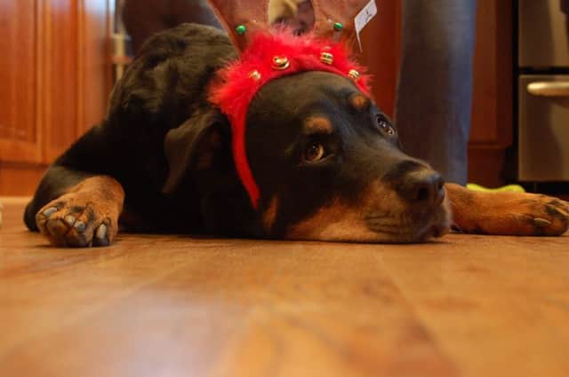 Christmas can bring all kinds of dangers and hazards for the family pet. (Picture: Ketzirah Lesser/Art Drauglis/Flickr)