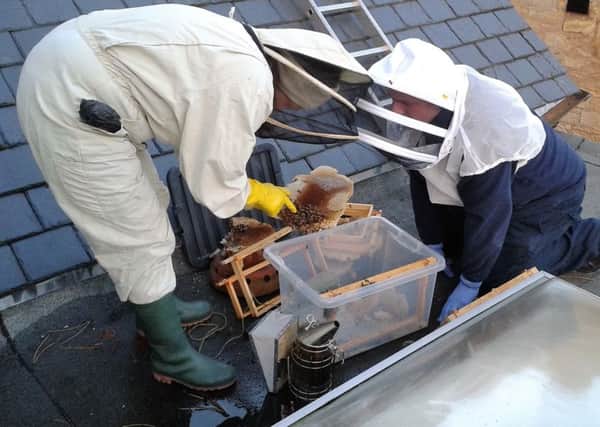The honeybees were safely removed from the chimney and placed in a container so they could be transported