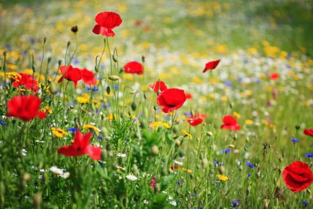 Grow Wild wants help create one million square metres of wild flowers this summer.