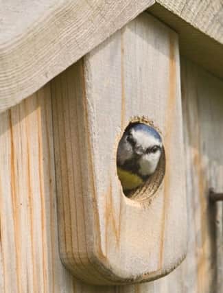 Keep your birdbox simple. Picture: David Tipling