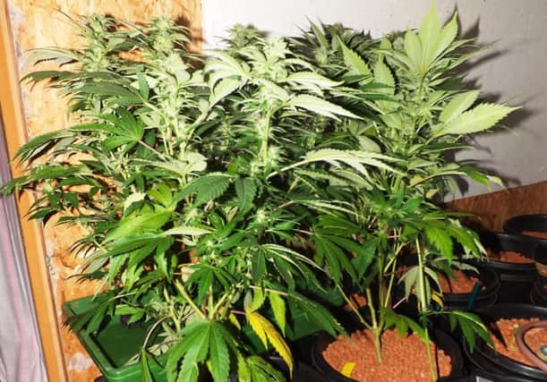 Police found 14 cannabis plants worth Â£3000 in Bo'ness