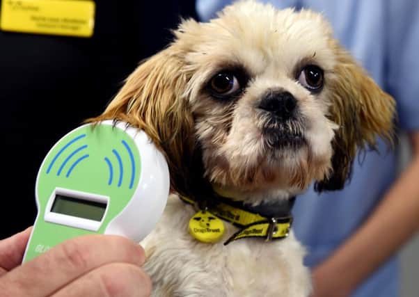 All dogs will now have to microchipped. Pic Lisa Ferguson