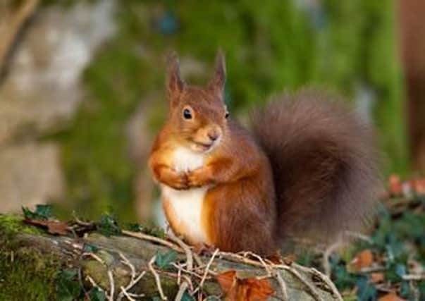 A red squirrel has been spotted near Torwood and could be the sign of a comeback after the species has been threatened by grey squirrels