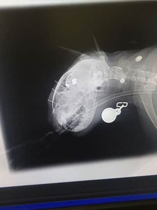 The x-ray shows the true extent of Cuillin's injuries