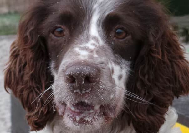 Harris needs a new home