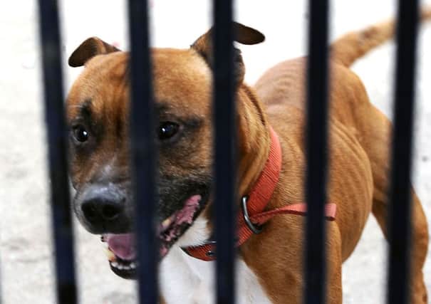 Scores of dog lovers are now cmoing together to help under fire Bandeath Dog Shelter