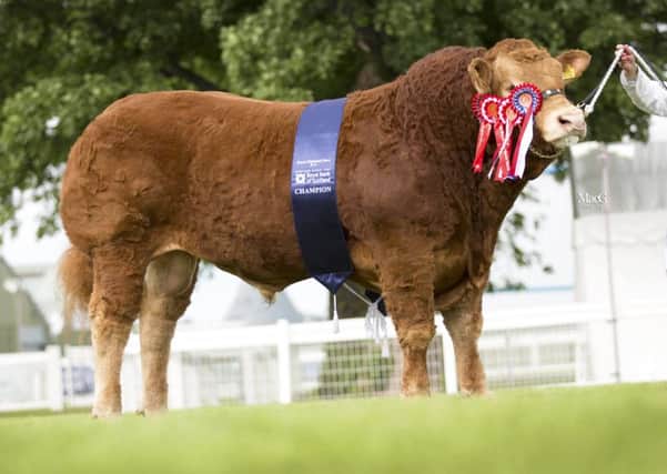 2015 Limousin Champ in the Royal Highland Show, Ingleston