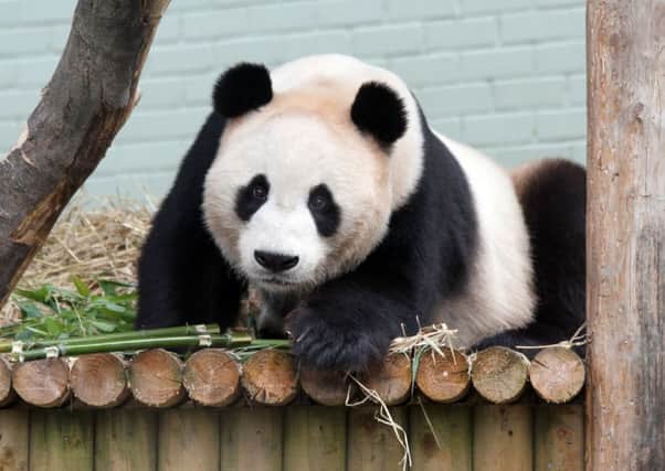 The pandas are still a big attraction at Edinburgh Zoo