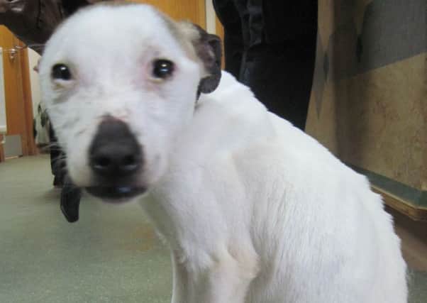 Snoop in the state he was found in by Scottish SPCA officers
